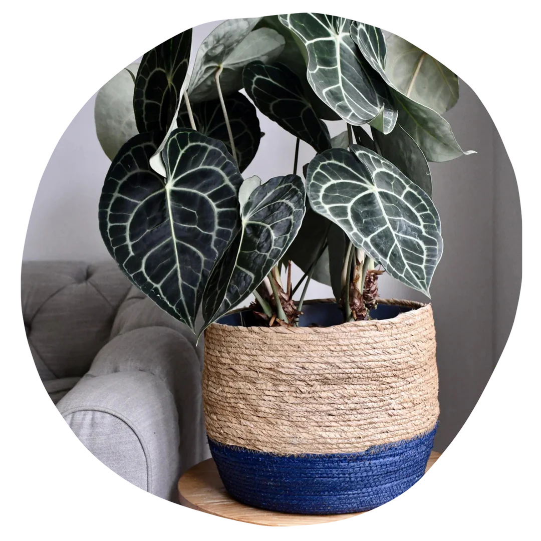 Your Home, Reimagined in Green